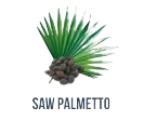 Saw Palmetto 1
